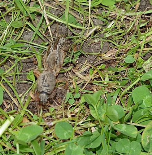 Réf. 191 508 : Gryllotalpa gryllotalpa